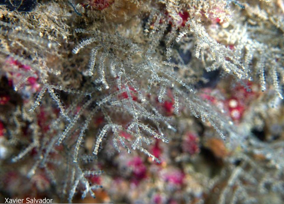 Представитель Семейства Epistomiidae